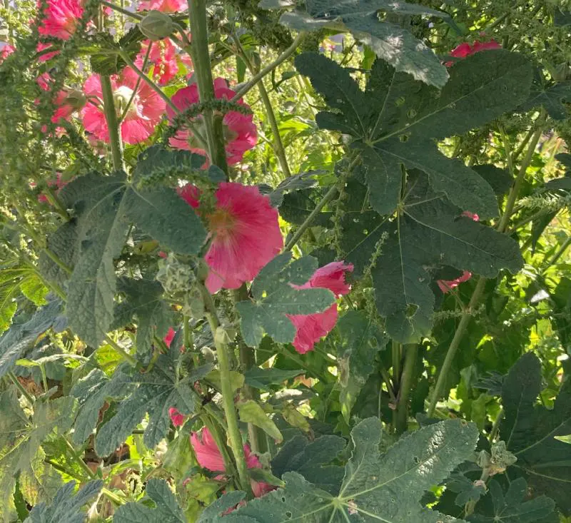 A close up of some pink flowers in the sun