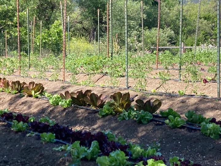 A garden with many plants growing in it